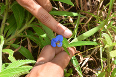 Commelina longifolia